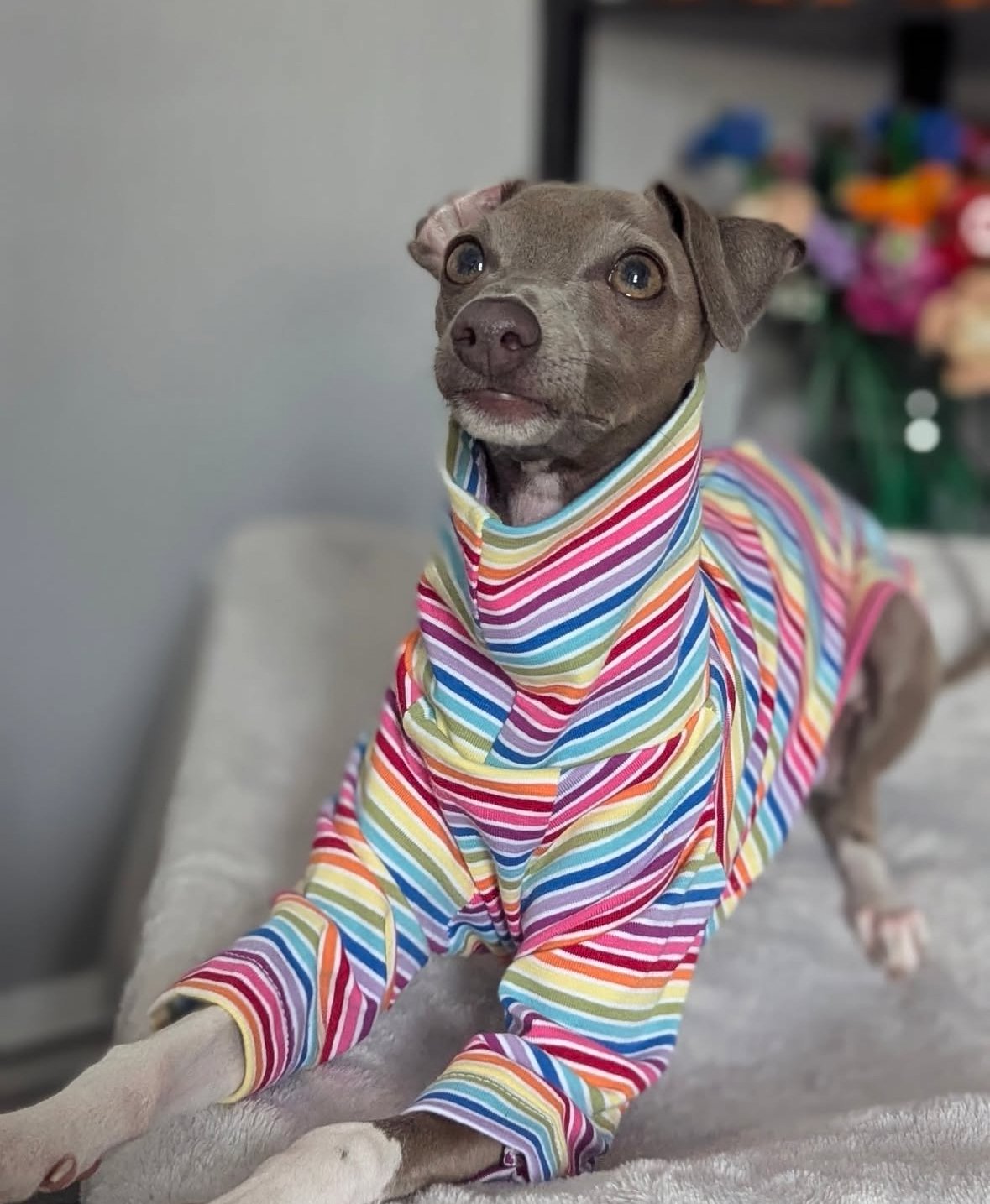 Jersey T-Shirt- Rainbow Stripes