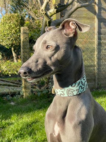 Italian Greyhound clothing, Whippet clothing, Sighthound fashion, Hairless dog clothes (e.g., for Xoloitzcuintli, American Hairless Terrier, Peruvian Inca Orchid), Clothing for Italian Greyhounds, Whippet suits. ersey dog suits, 
Knitwear for iggys & whippets and wiggys, (sweaters, jumpers),
Waterproof dog macs, 
Rain coats for wiggys, 
Leather dog collars UK, leather fishtail collar, whippet collar, greyhound collar, iggy italian greyhound leather fishtail, wide collar dressing gowns vests,4 leg dog suit