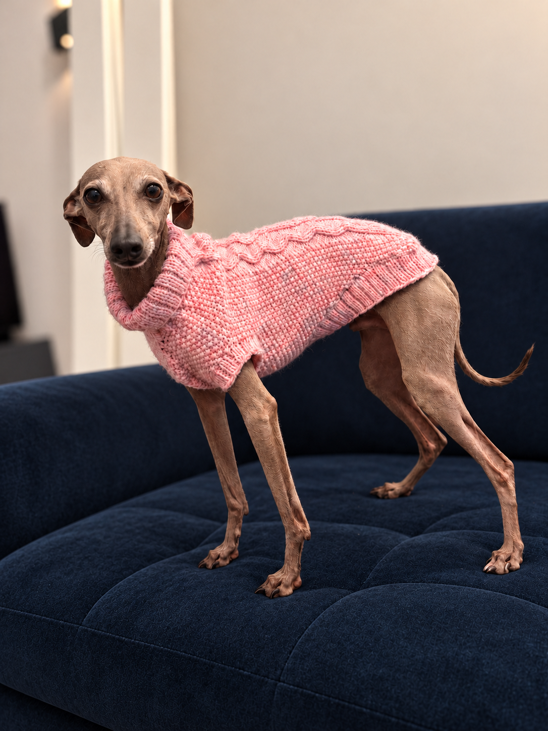 Pink hand-knitted dog jumper modelled by an Italian Greyhound on a navy sofa