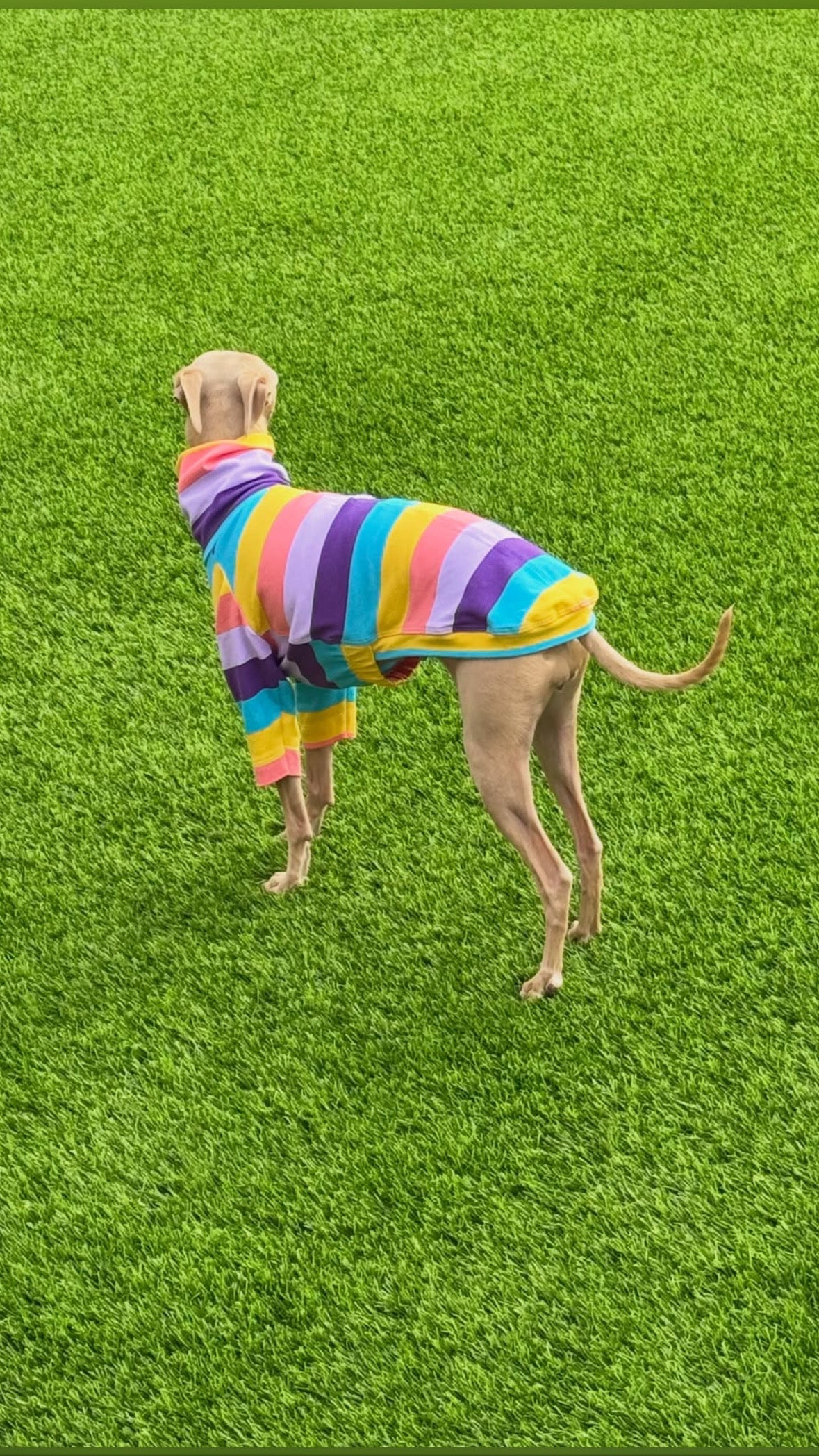 Jersey T-Shirt - Candy Stripe