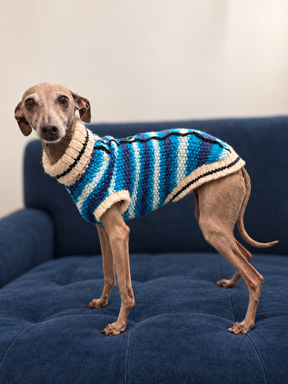 Italian Greyhound wearing a blue, navy and cream knitted jumper, photographed standing on a dark blue sofa.