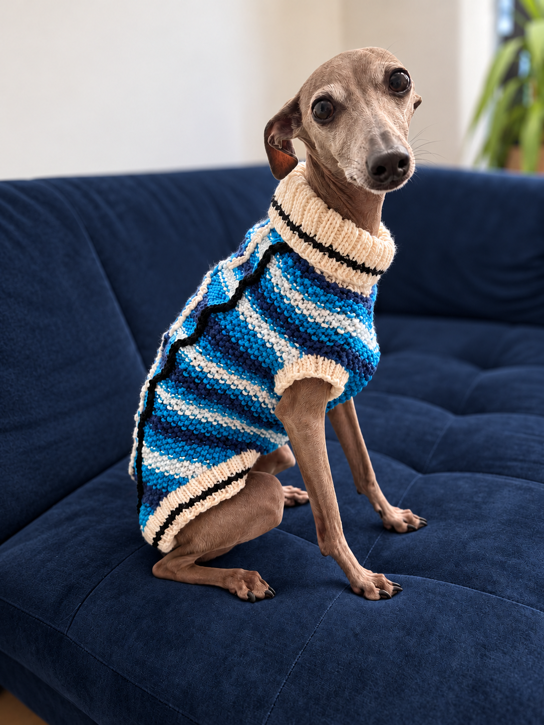 Italian Greyhound sitting on a dark blue sofa in a blue and cream knitted dog jumper.