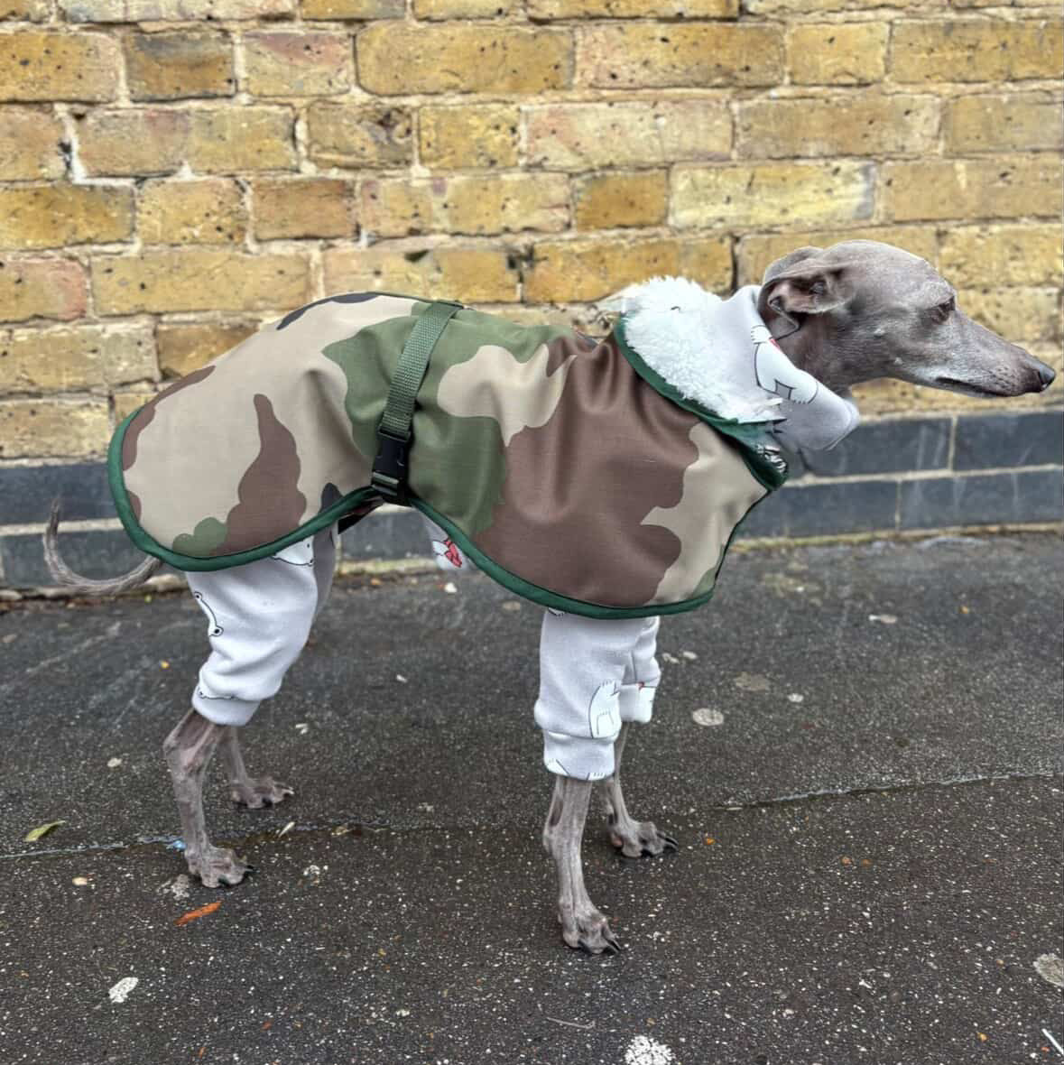 Italian Greyhound rain coat, Whippet waterproof coat, Xolo dog rain jacket, sighthound waterproof coat, dog rain mac, waterproof dog coat UK, Italian Greyhound waterproof jacket, Whippet rain mac, Xolo rain coat, sighthound dog coat.