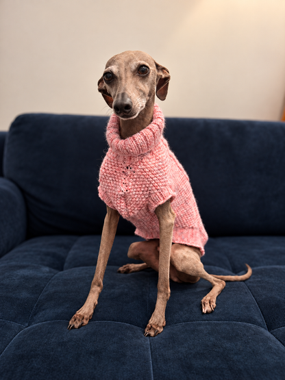 Italian Greyhound in a cosy pink jumper, photographed at home on a dark blue sofa