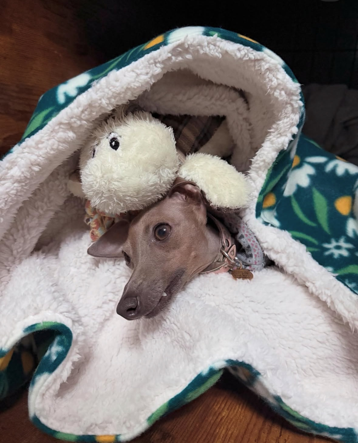 Snuggle Sack - Wild Daisies