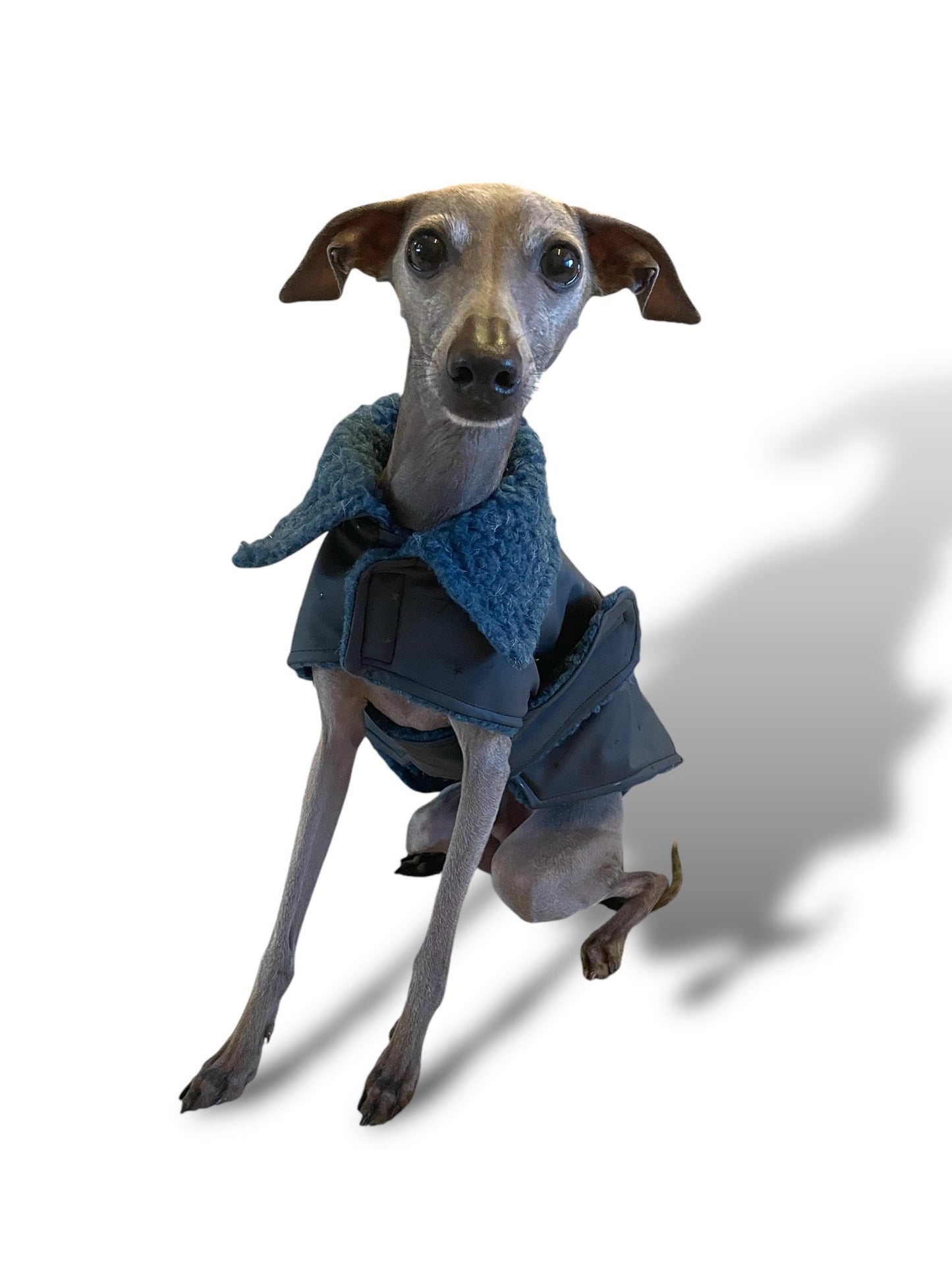 Rain Mac - Black Starfish & Blue Sherpa Lining