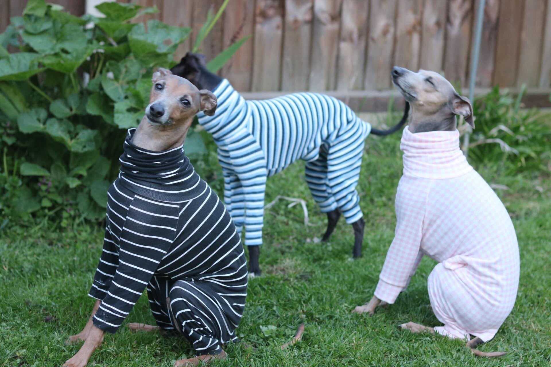 Trusted sighthound clothing brand, UK made italian greyhound clothing, cheap, Loko Pet Apparel, Hilarys Hounds, Hound Edit, Harvoola, DryDogs, Redhound, Ready-made Iggy clothing, Fast Dispatch, jersey dog suits, knitwear for dogs, machine washable dog clothes, stretchy dog jumpsuit, Italian Greyhound clothing

Whippet clothing

Sighthound fashion

Hairless dog clothes (e.g., for Xoloitzcuintli, American Hairless Terrier)

Clothing for Italian Greyhounds

Whippet suits