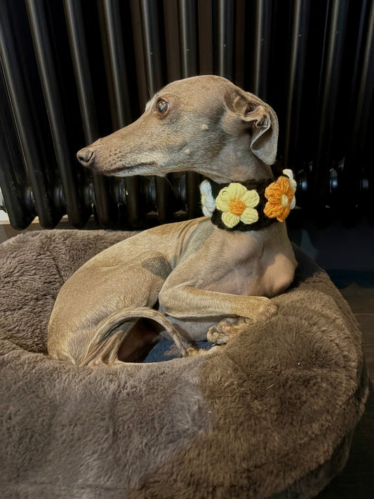 Daffodil Dog Collar