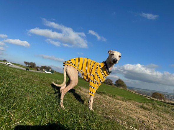 Ribbed Jersey T-Shirt - Lilac Stripe