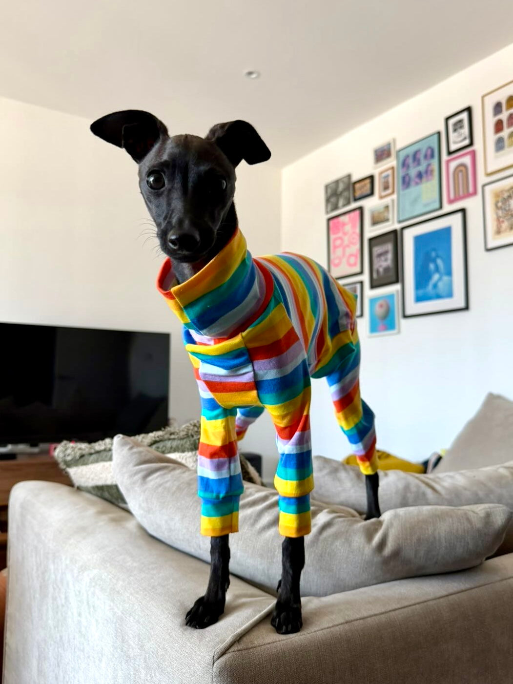 Jersey Suit - Rainbow Stripe
