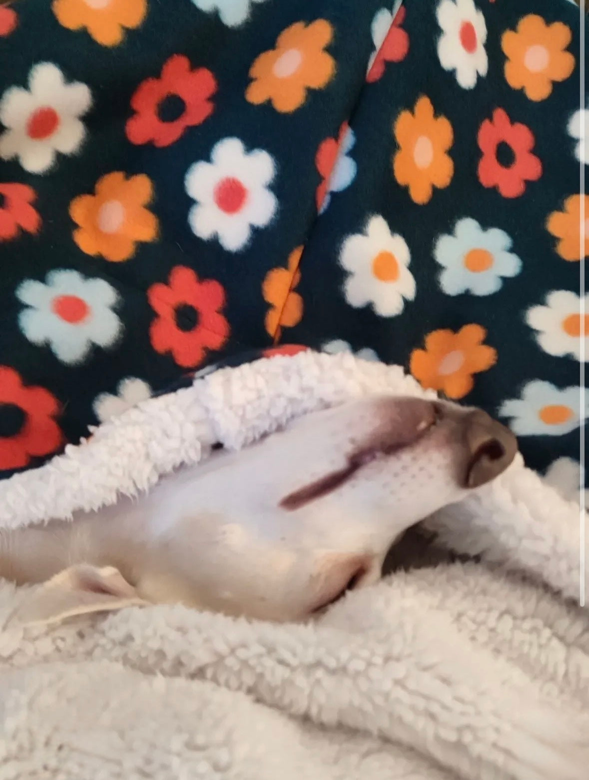 Snuggle Sack - Happy Funghi