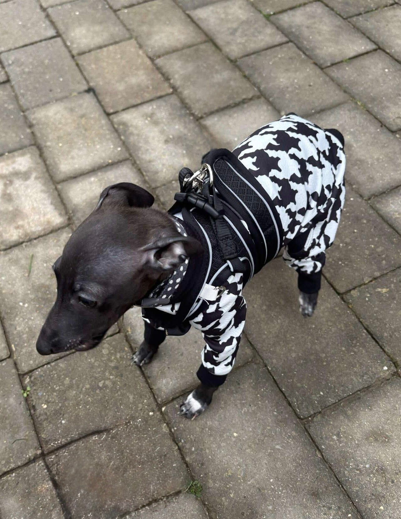 Scuba Jersey Suit - Dogtooth