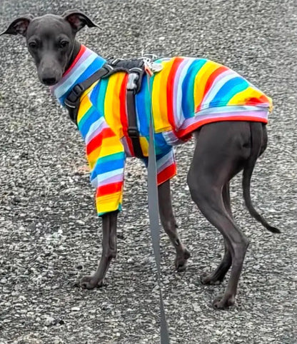 Jersey T-Shirt - Rainbow Stripe