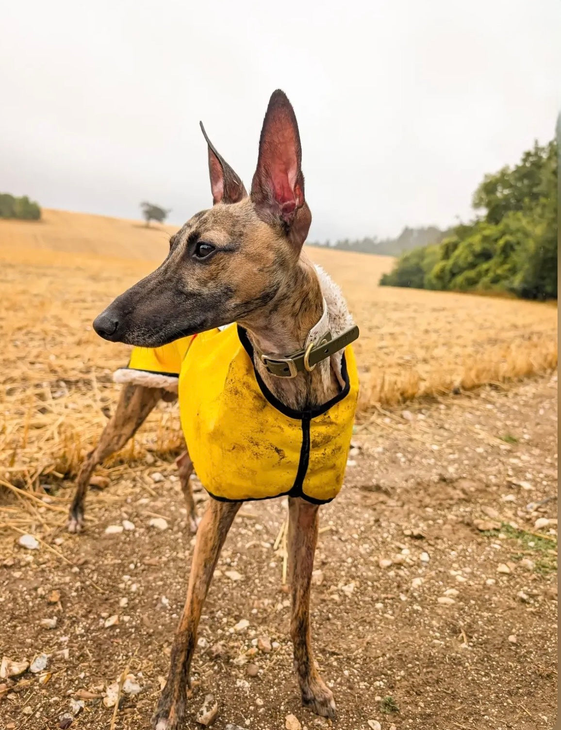 Waterproof Rain Mac - Yellow