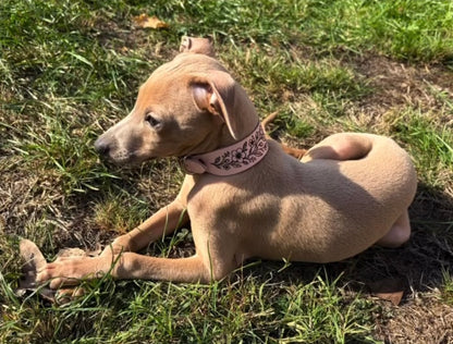 Leather Collar - Country Garden