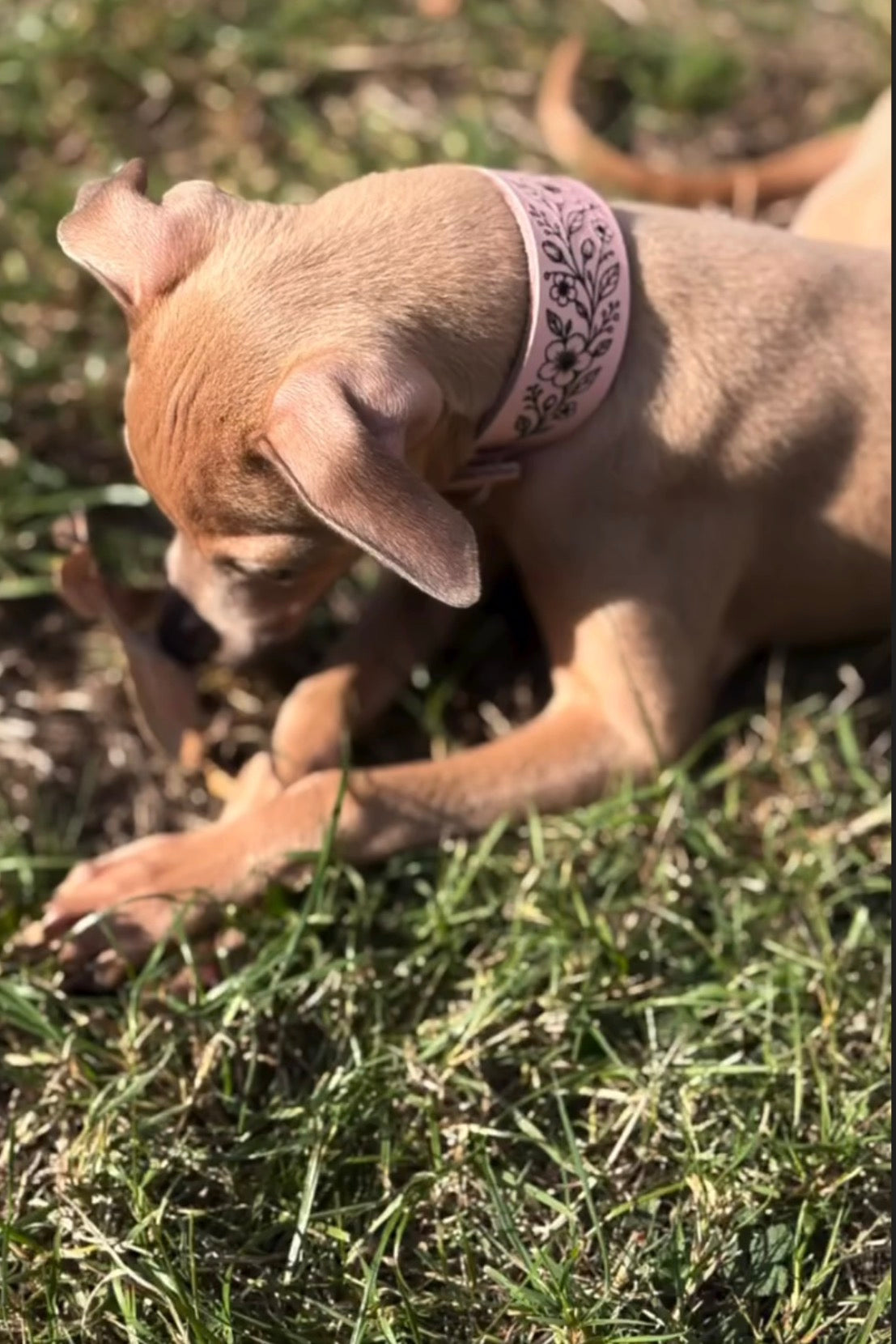 Leather Collar - Country Garden