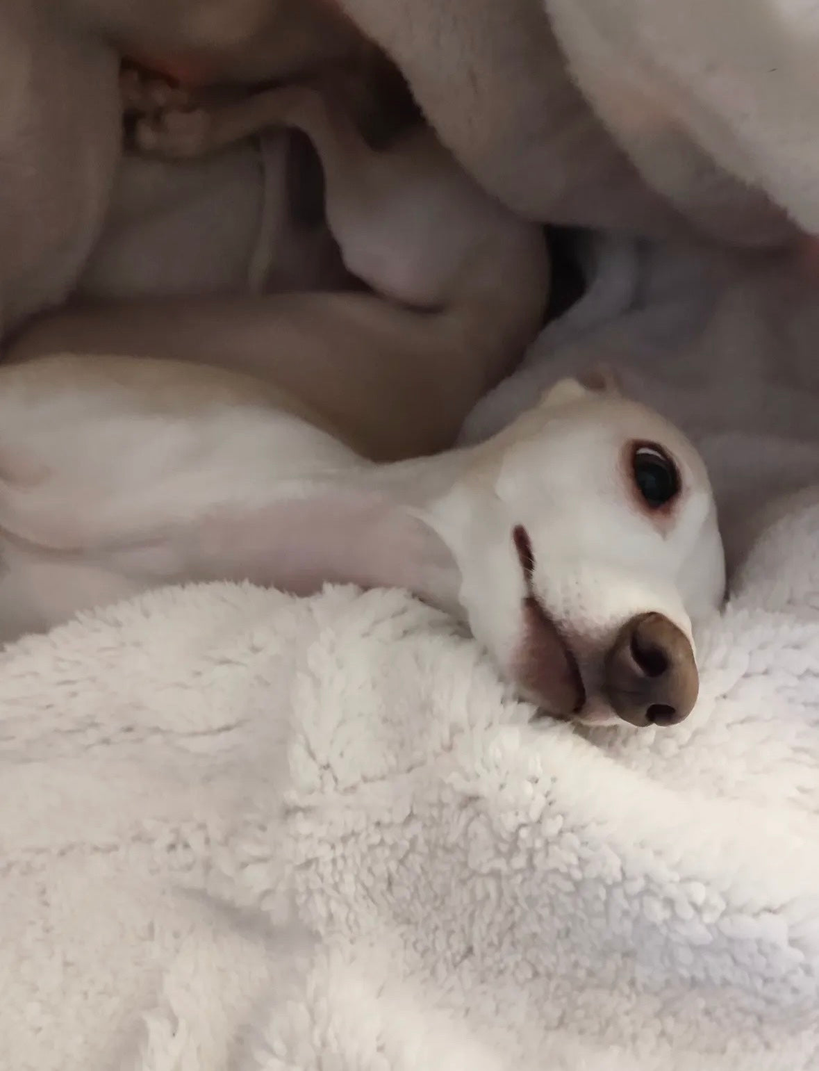 Snuggle Sack - Happy Funghi