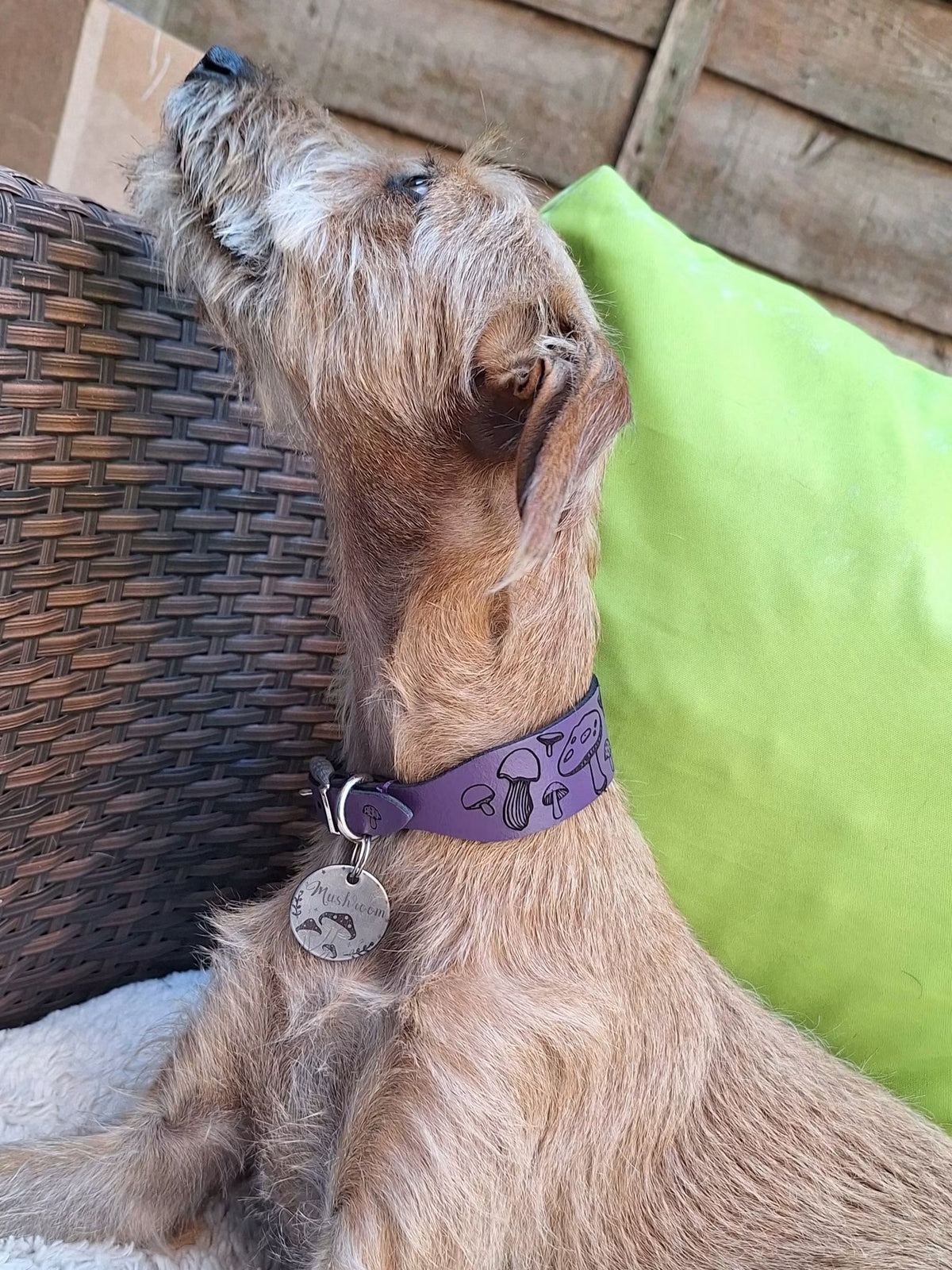 Leather Collar - Mushroom