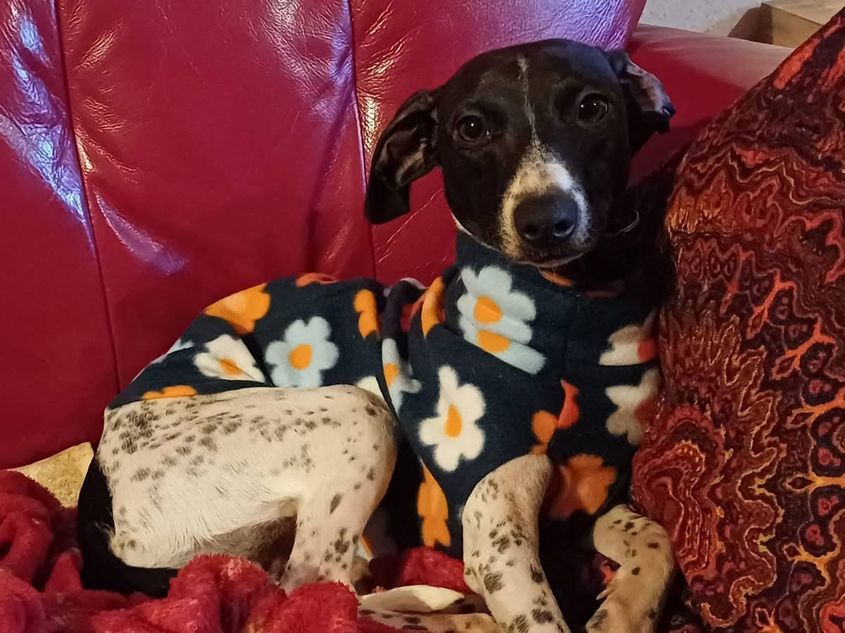 Fleece Vest - Flower Power Daisies