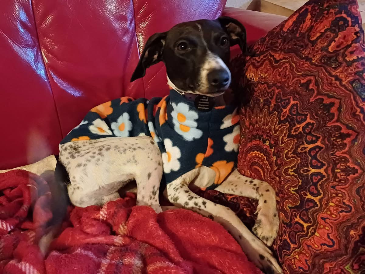 Fleece Vest - Flower Power Daisies