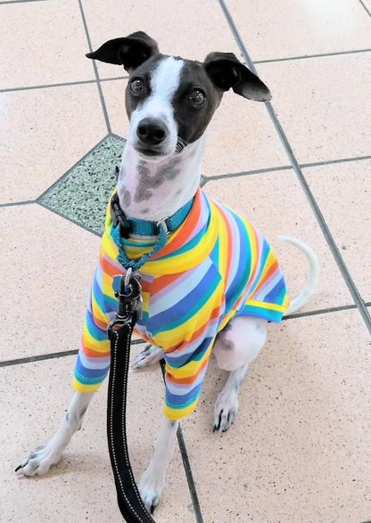 Jersey T-Shirt - Rainbow Stripe