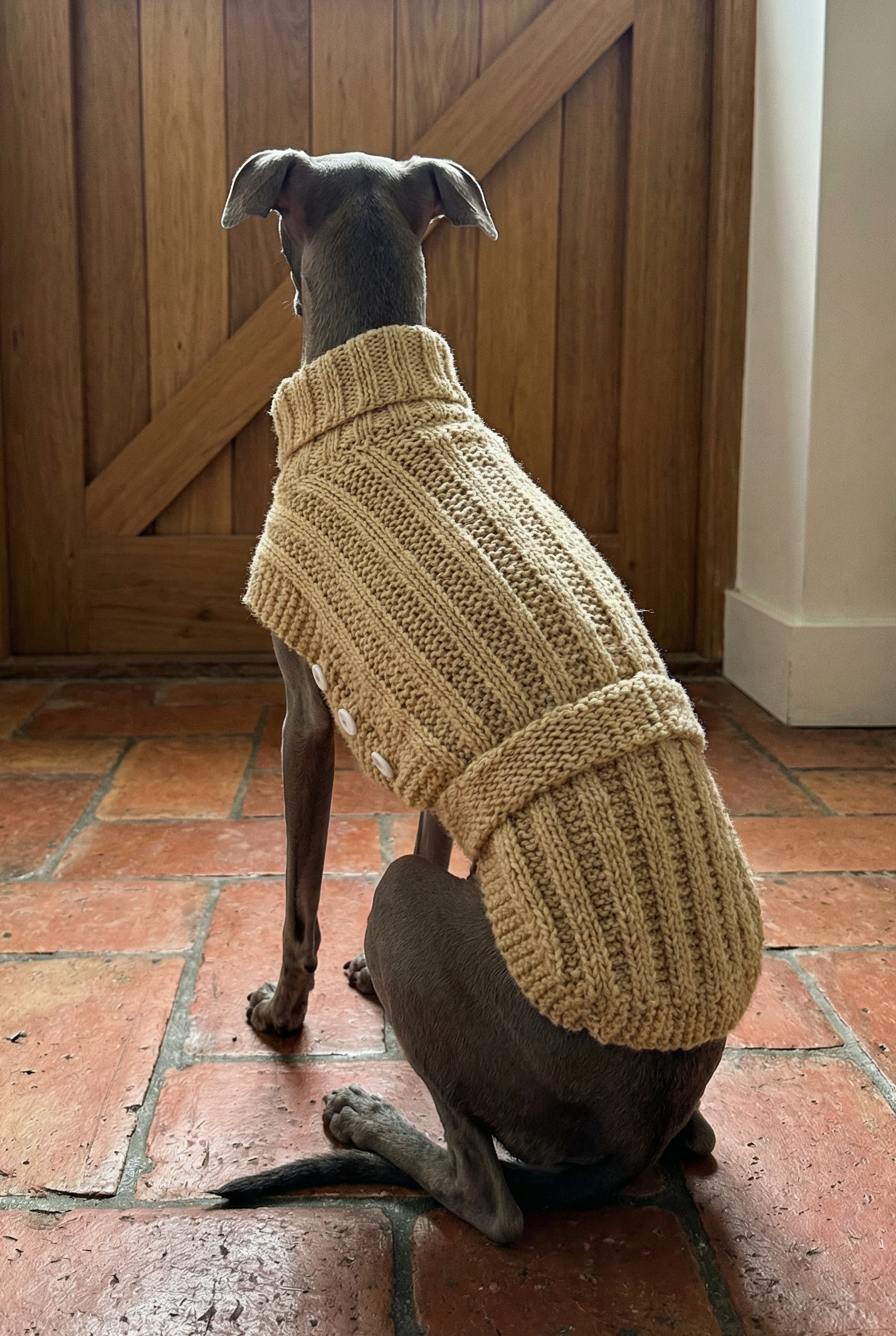 Italian greyhound whippet small sighthound clothing clothes jumper coat rain mac waterproof coat warm spring lightweight jersey cotton UK british London Iggy Wiggy Xolo