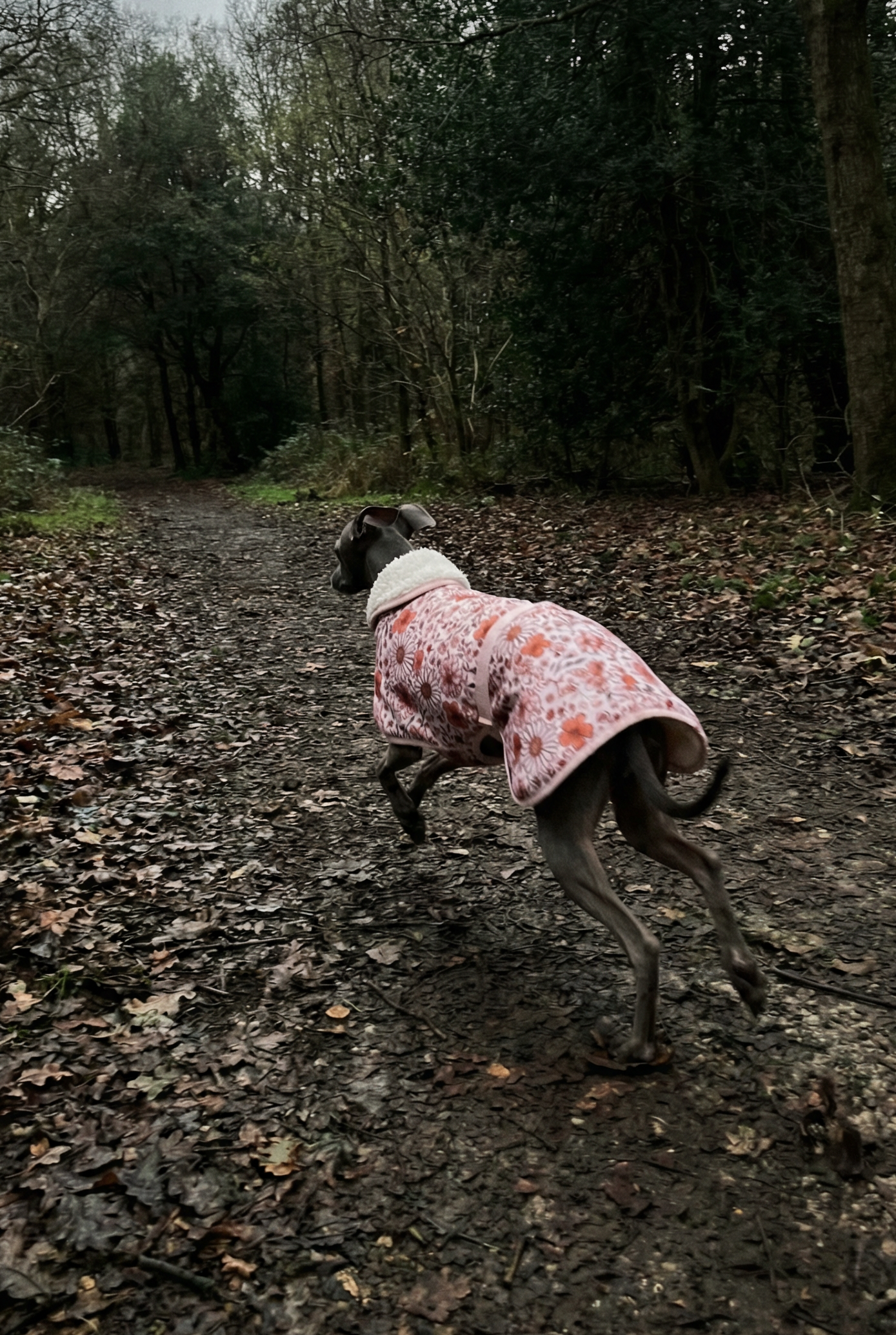 Italian greyhound whippet small sighthound clothing clothes jumper coat rain mac waterproof coat warm spring lightweight jersey cotton UK british London Iggy Wiggy Xolo