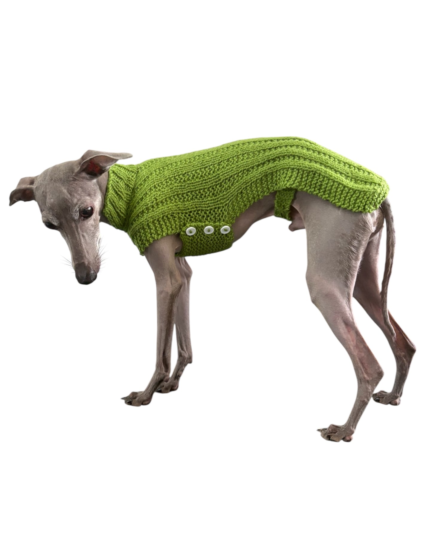 Italian Greyhound, Whippet, and hairless dog clothing including fitted dog sweaters, warm winter coats, fleece pajamas, and lightweight sighthound apparel designed for slim bodies and cold weather comfort.
