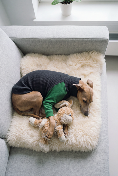 cosy italian greyhound and whippet clothing