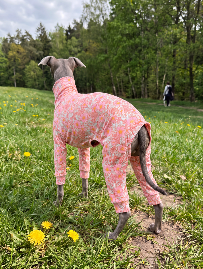 Italian Greyhound and Whippet wearing comfortable cotton jersey dog clothing, soft lightweight fabric designed for sighthounds, stylish UK-made dog apparel.
