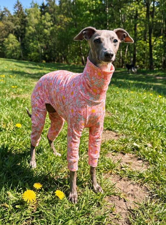 A greyhound dog standing in a grassy park wearing a pink full-body floral pet sweater, with trees in the background.