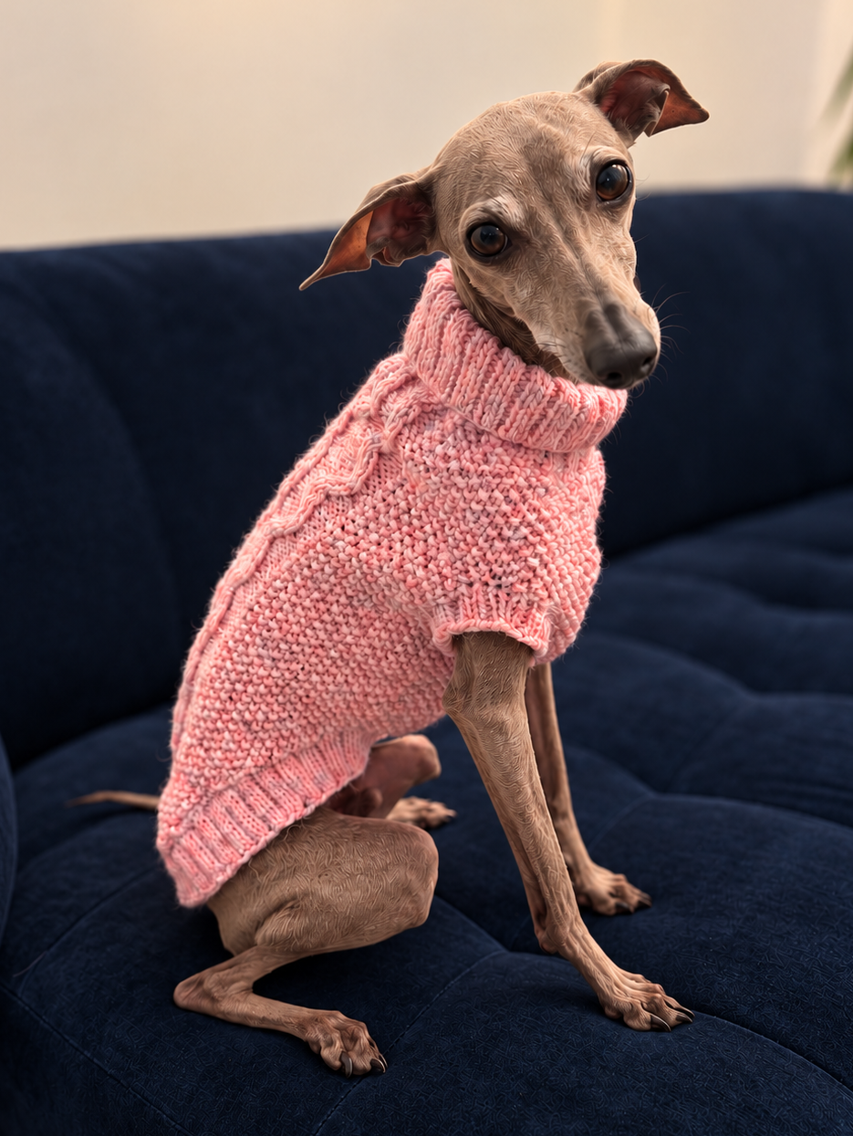 Italian Greyhound wearing a pink knitted jumper while sitting on a dark blue sofa