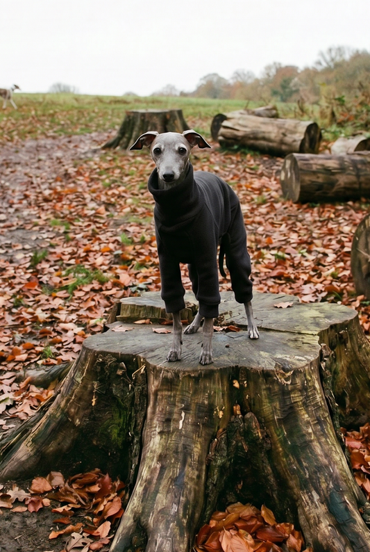 italian greyhound wiggy iggy whippet iggie clothing clothes jumper sweater jacket coat waterproof rain mac slicker christmas pyjamas warm spring light cold jersey fast postage UK Cheap affordable