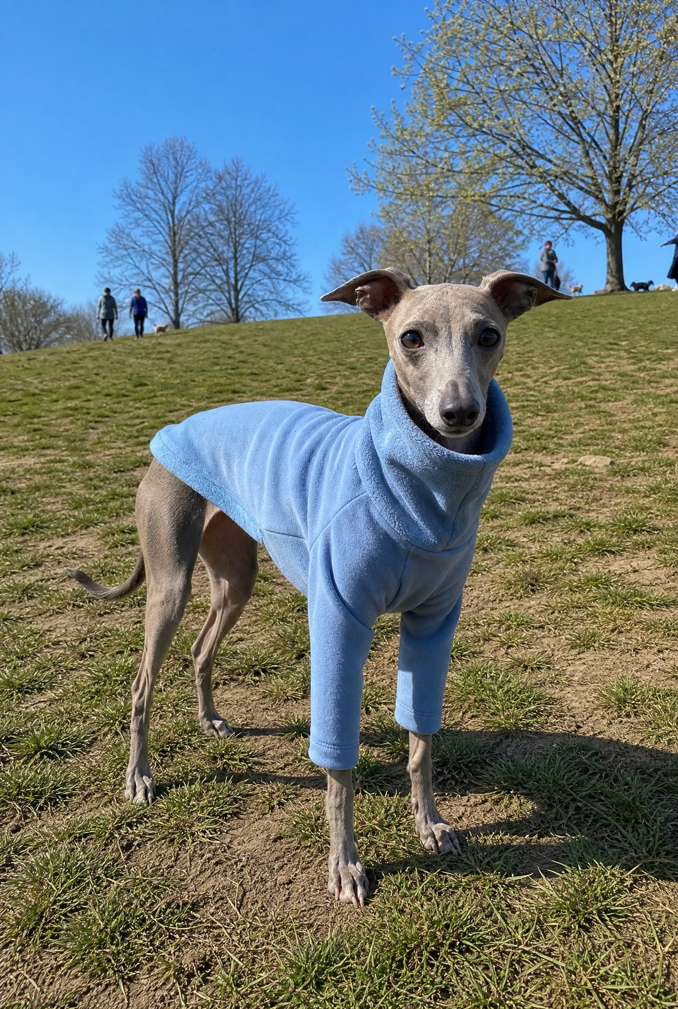 Italian Greyhound and Whippet clothing, sighthound jumpers, dog fleece, dog pyjamas, knitted dog sweaters, Whippet coats, Italian Greyhound jumpers, warm dog clothing, slim fit dogwear, luxury dog apparel, cosy dog fleece, dog hoodies, handmade sighthound clothing, lightweight dog coats, stylish dog outfits, winter dogwear for Whippets and Italian Greyhounds.