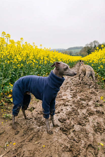 Italian greyhound / whippet dog wearing a warm stretch fleece jumper / four legged onesie pyjama. Spring clothing and clothes. Made in the UK with cheap pricing and fast postage. Comparable to redhound, speedray, loko pet apparel, the green dog, trekfit.