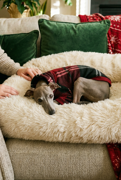 italian greyhound wiggy iggy whippet iggie clothing clothes jumper sweater jacket coat waterproof rain mac slicker christmas pyjamas warm spring light cold jersey fast postage UK Cheap affordable