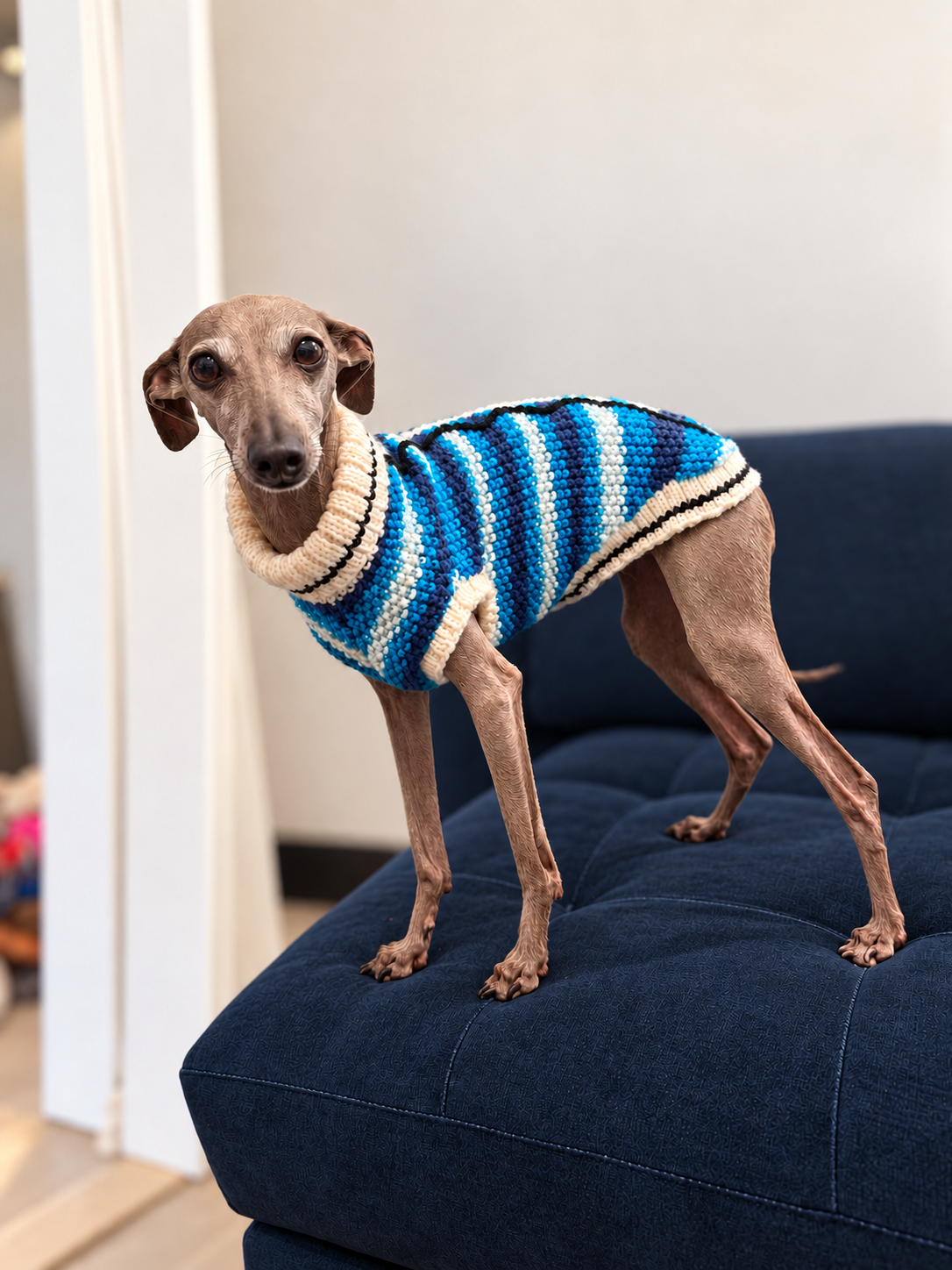 Italian Greyhound sitting on a dark blue sofa in a blue and cream knitted dog jumper.