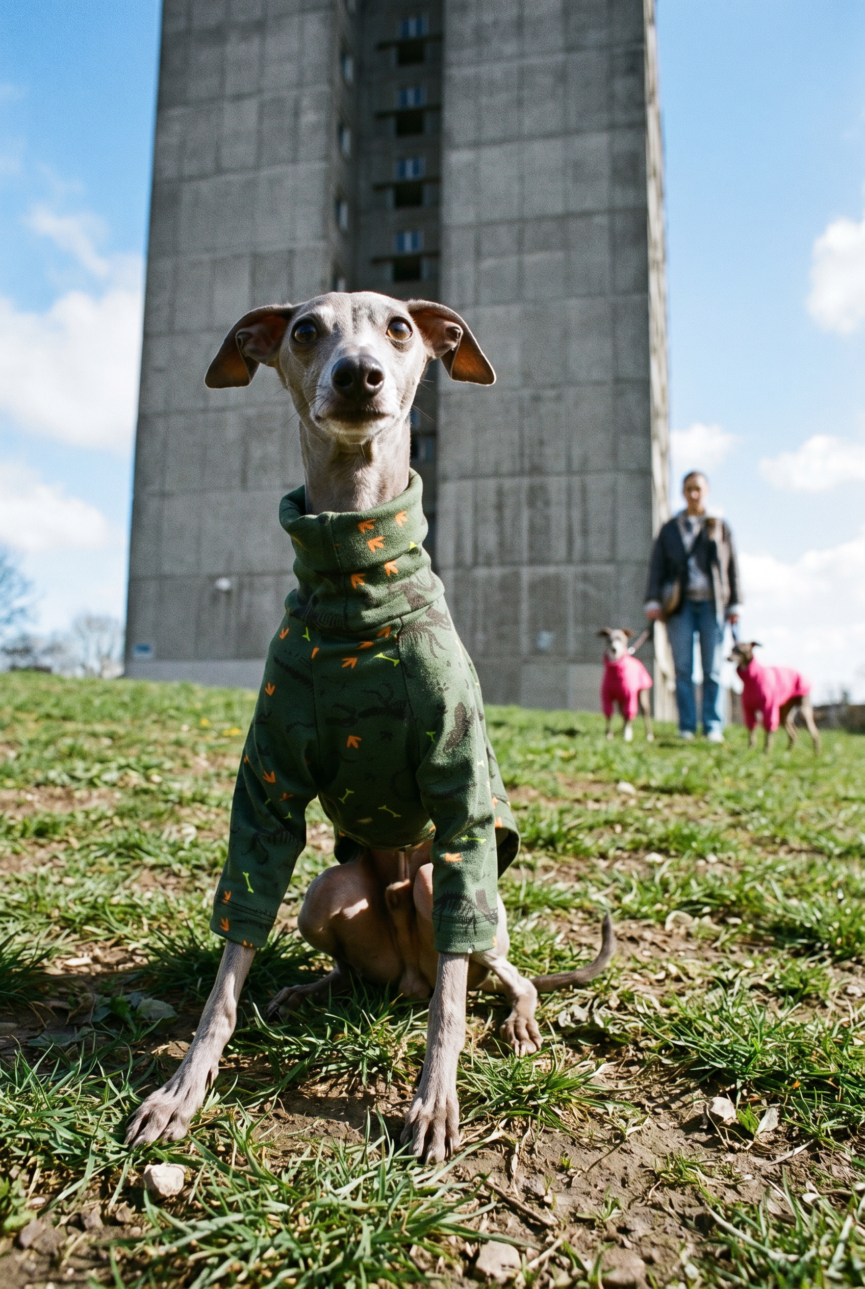 Italian greyhound / whippet dog wearing a warm stretch fleece jumper / four legged onesie pyjama. Spring clothing and clothes. Made in the UK with cheap pricing and fast postage. Comparable to redhound, speedray, loko pet apparel, the green dog, trekfit.