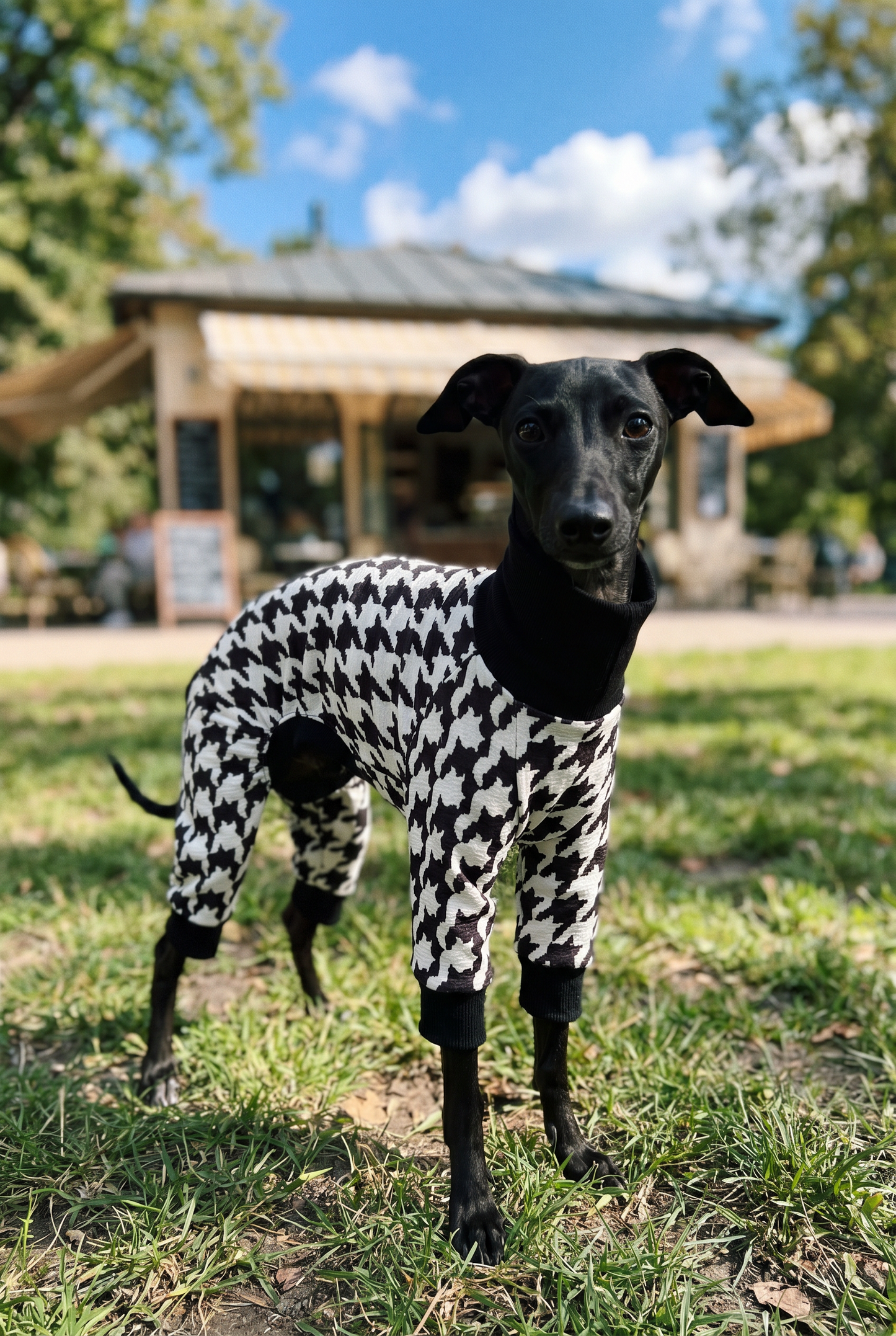 Italian greyhound / whippet dog wearing a warm stretch fleece jumper / four legged onesie pyjama. Spring clothing and clothes. Made in the UK with cheap pricing and fast postage. Comparable to redhound, speedray, loko pet apparel, the green dog, trekfit.