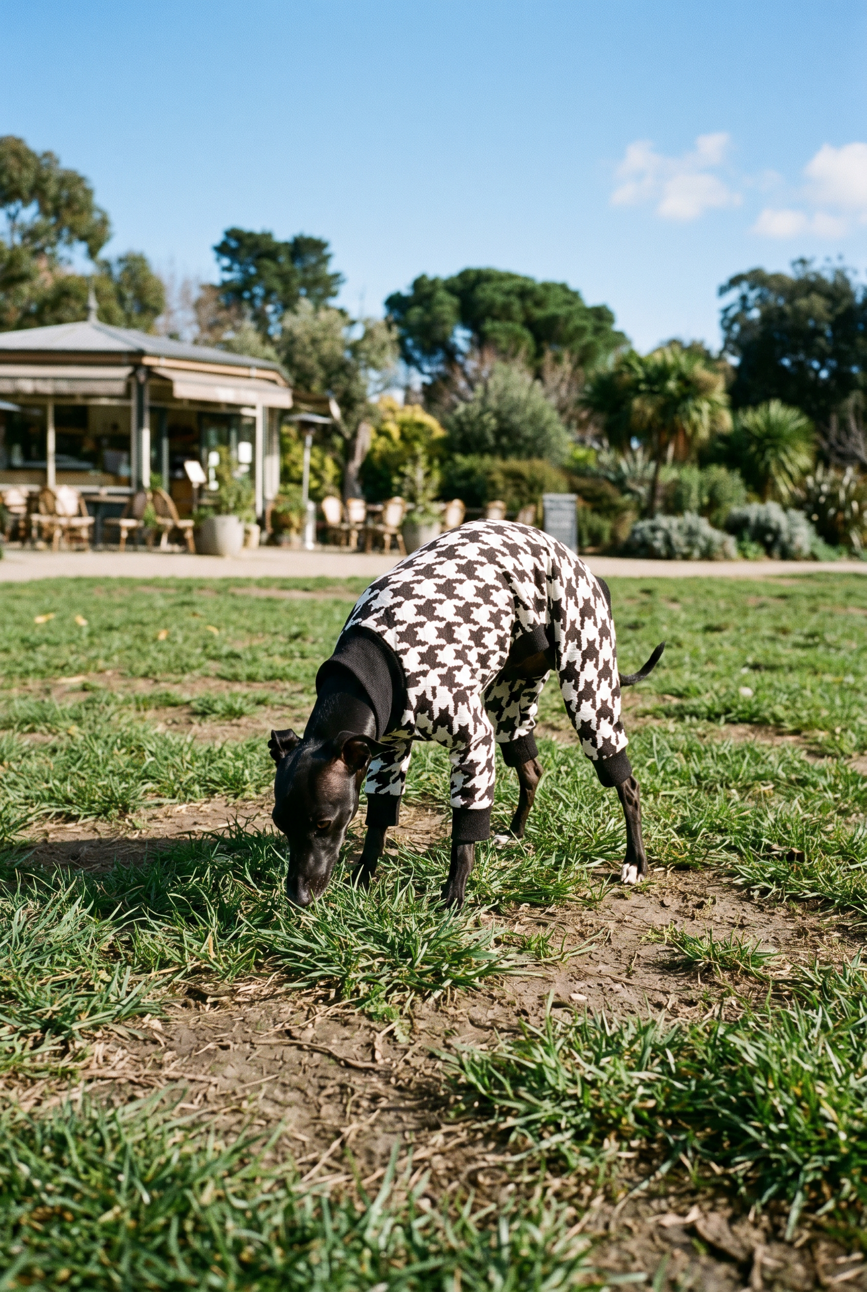 Italian greyhound / whippet dog wearing a warm stretch fleece jumper / four legged onesie pyjama. Spring clothing and clothes. Made in the UK with cheap pricing and fast postage. Comparable to redhound, speedray, loko pet apparel, the green dog, trekfit.