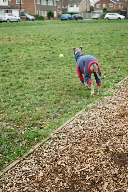 whippet wearing warm stretchy soft fleece pyjama outdoor onesies for playing.