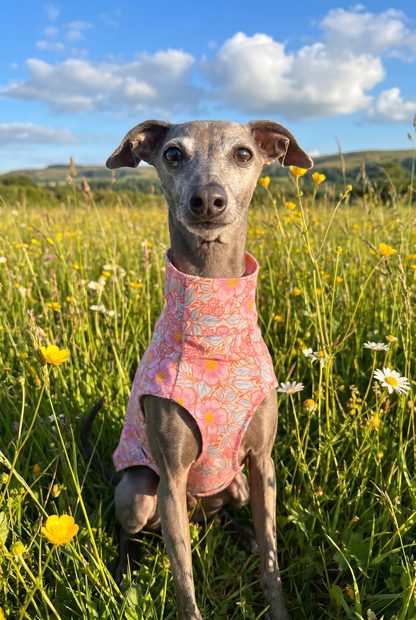 italian greyhound and whippet pink floral vest and clothing