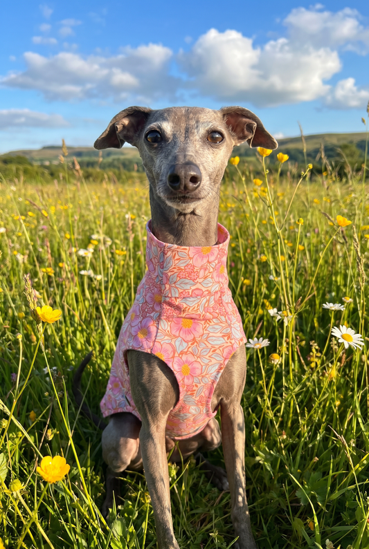 italian greyhound and whippet pink floral vest and clothing