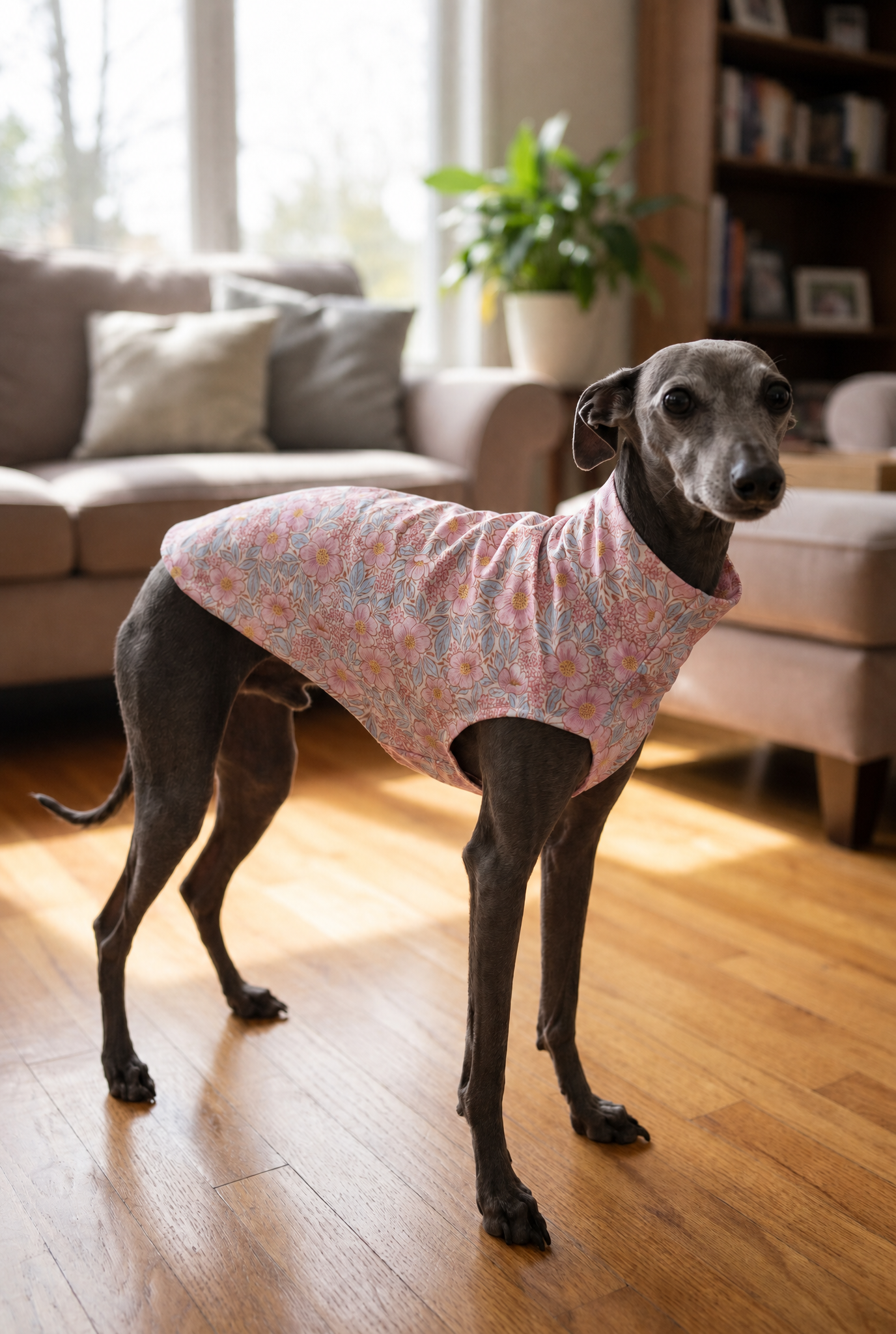 italian greyhound and whippet pink floral vest and clothing
