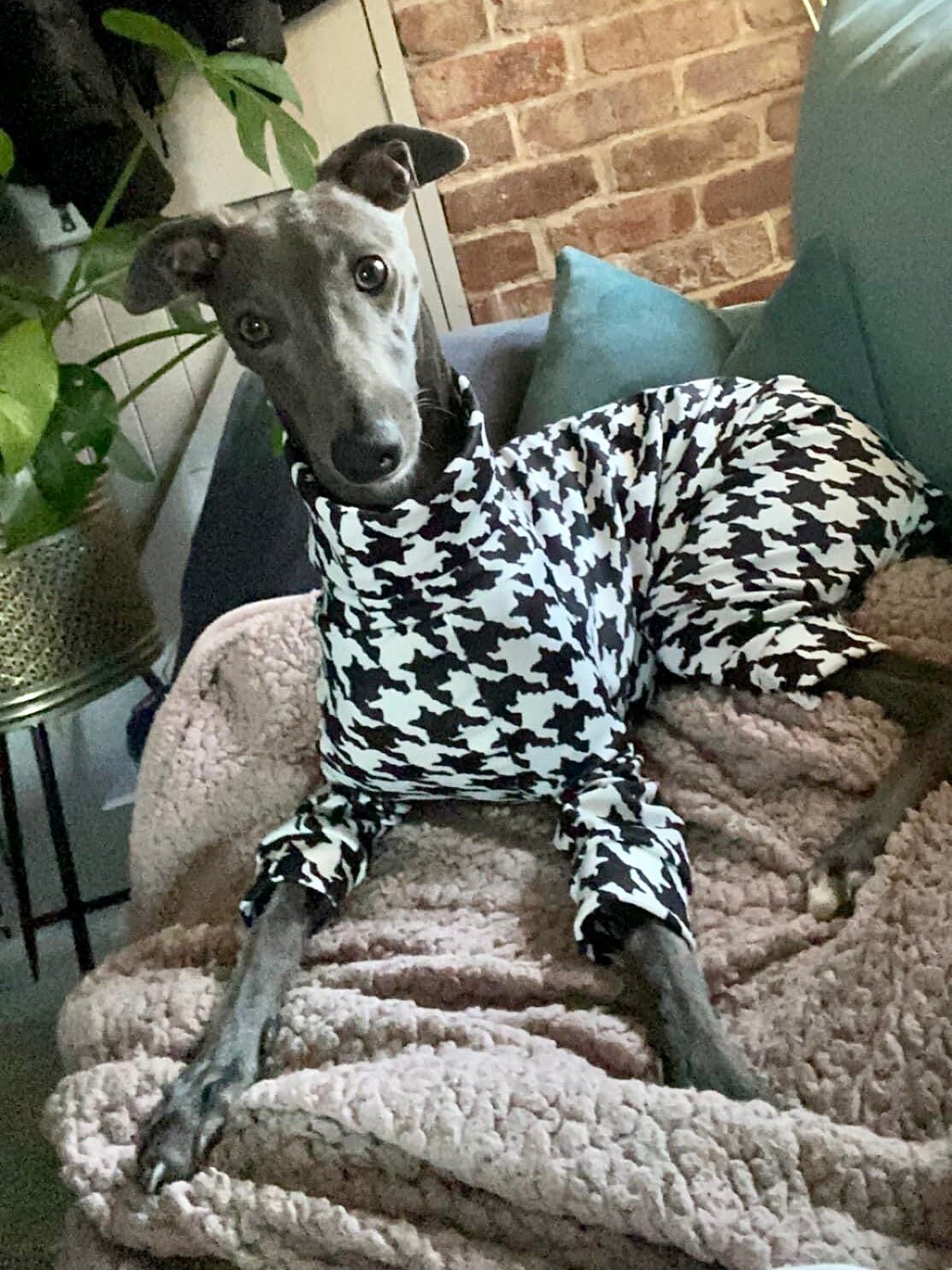 Scuba Jersey Suit - Dogtooth