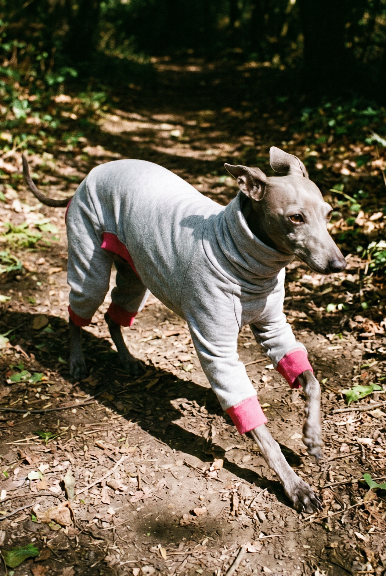 Italian greyhound / whippet dog wearing a warm stretch fleece jumper / four legged onesie pyjama. Spring clothing and clothes. Made in the UK with cheap pricing and fast postage. Comparable to redhound, speedray, loko pet apparel, the green dog, trekfit.