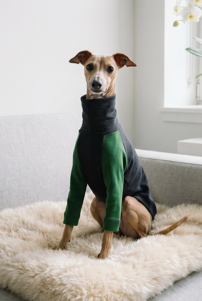 italian greyhound and whippet dog wedding tuxedo smart monochrome suit and bow tie.