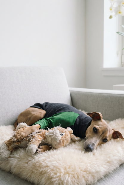 italian greyhound and whippet dog wedding tuxedo smart monochrome suit and bow tie.