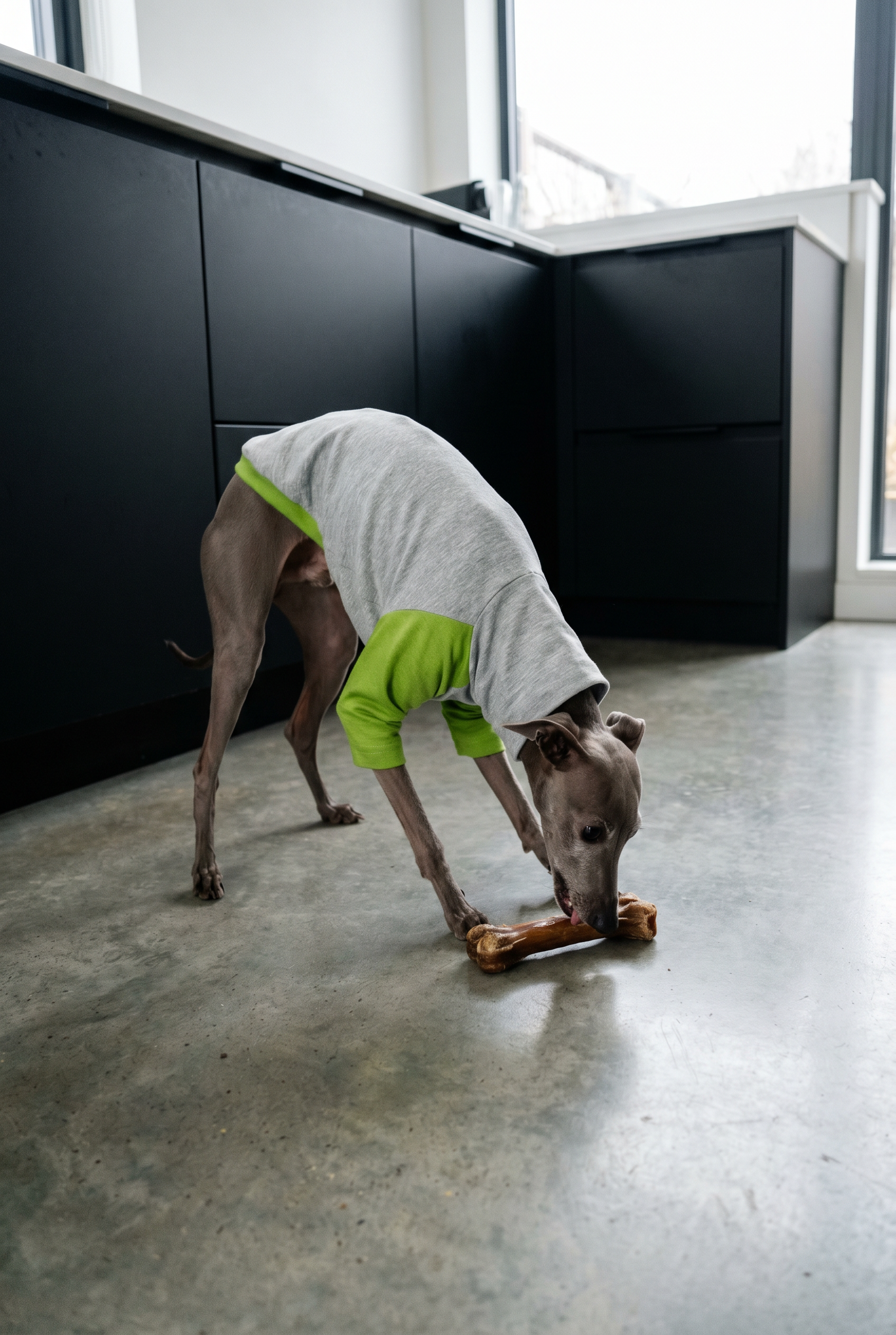 Italian greyhound / whippet dog wearing a warm stretch fleece jumper / four legged onesie pyjama. Spring clothing and clothes. Made in the UK with cheap pricing and fast postage. Comparable to redhound, speedray, loko pet apparel, the green dog, trekfit.