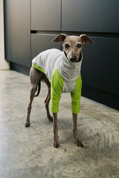 Italian greyhound / whippet dog wearing a warm stretch fleece jumper / four legged onesie pyjama. Spring clothing and clothes. Made in the UK with cheap pricing and fast postage. Comparable to redhound, speedray, loko pet apparel, the green dog, trekfit.